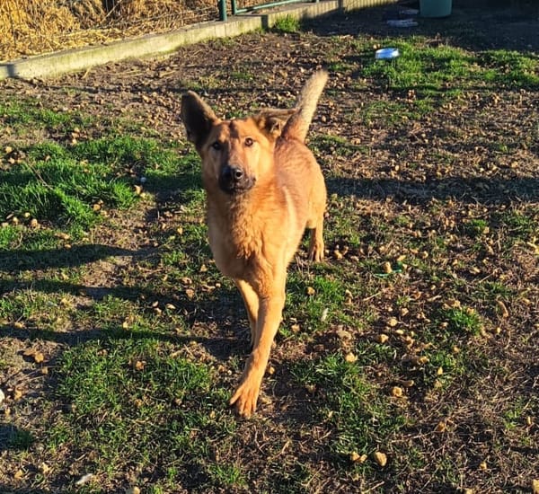 Izidor möchte so gerne Nähe u. Wärme