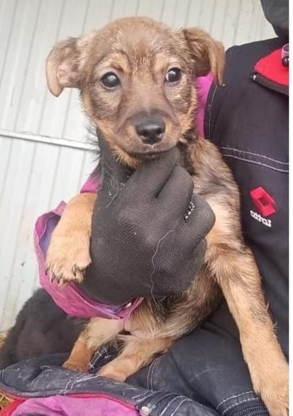 Mogyi sie sucht ein liebevolles Zuhause