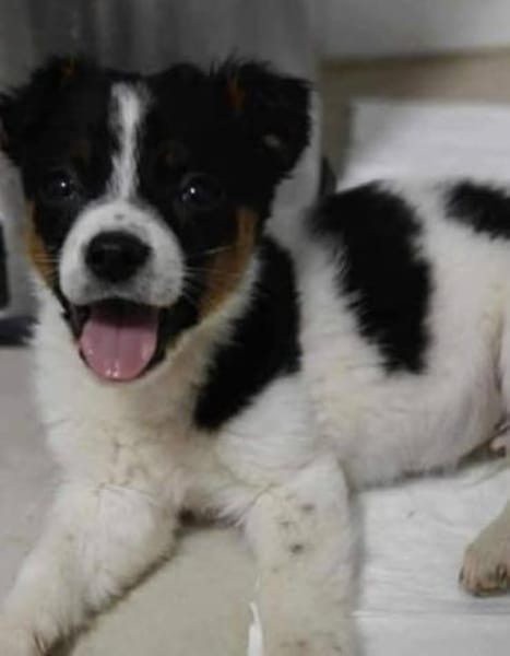 Kleiner Cooper sucht liebevolles Heim