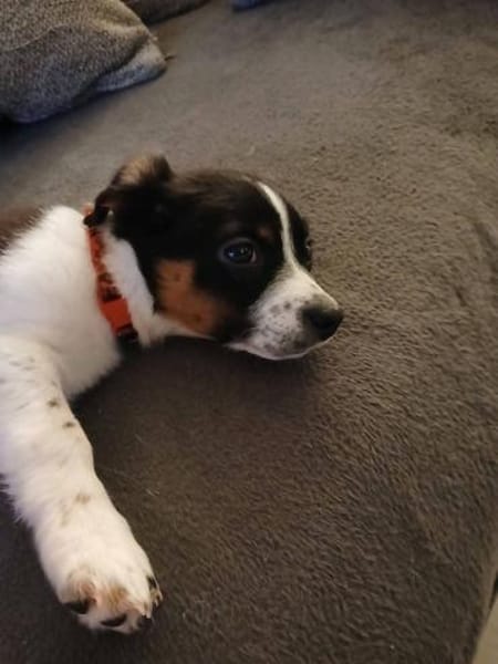 Kleiner Cooper sucht liebevolles Heim