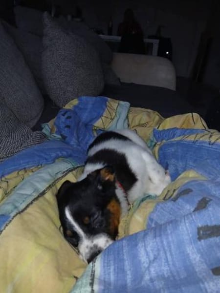 Kleiner Cooper sucht liebevolles Heim