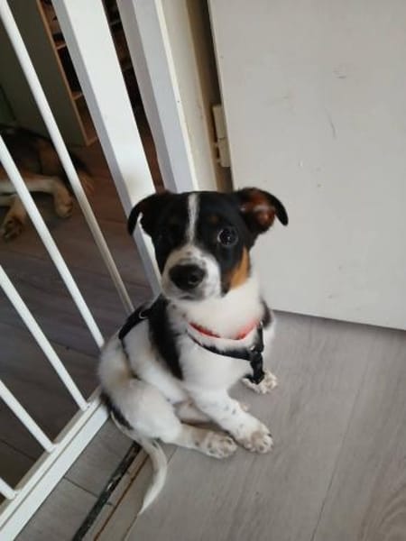 Kleiner Cooper sucht liebevolles Heim