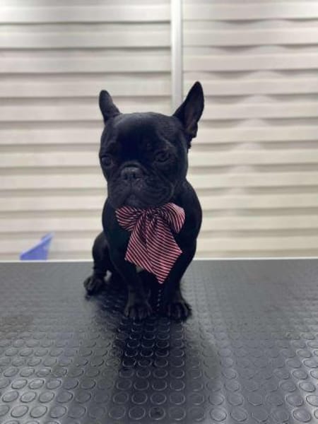 Vermittlungshilfe für Gudrun