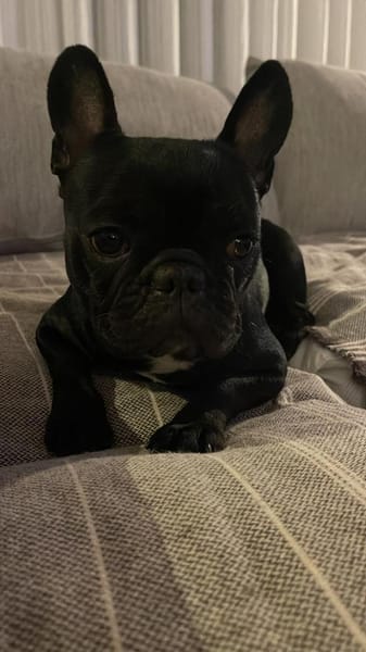 Vermittlungshilfe für Gudrun