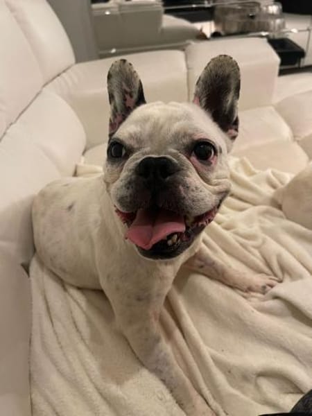 Vermittlungshilfe für Cleo