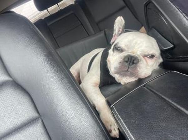 Vermittlungshilfe für Cleo