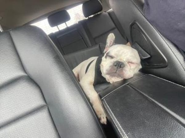 Vermittlungshilfe für Cleo