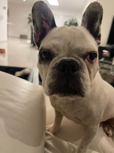 Vermittlungshilfe für Cleo