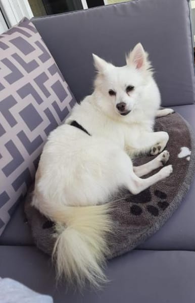 Leila - Spitzdame sucht ihre Menschen