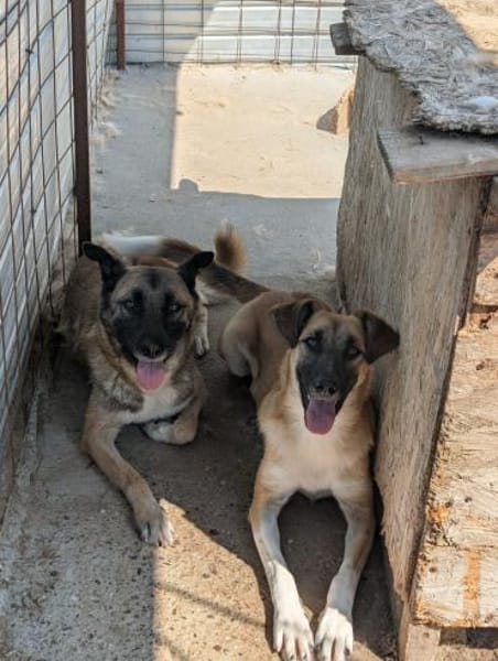 Malaika  Lebensfreude auf vier Pfoten