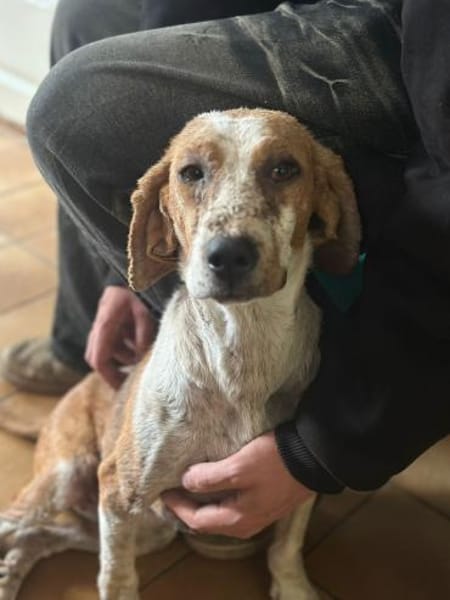 DALIA - verschmust und lernwillig