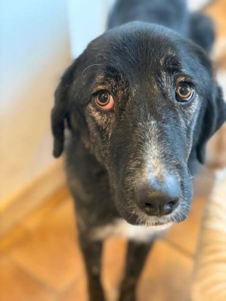 TIGER - aufgewecktes, fröhliches Mädchen