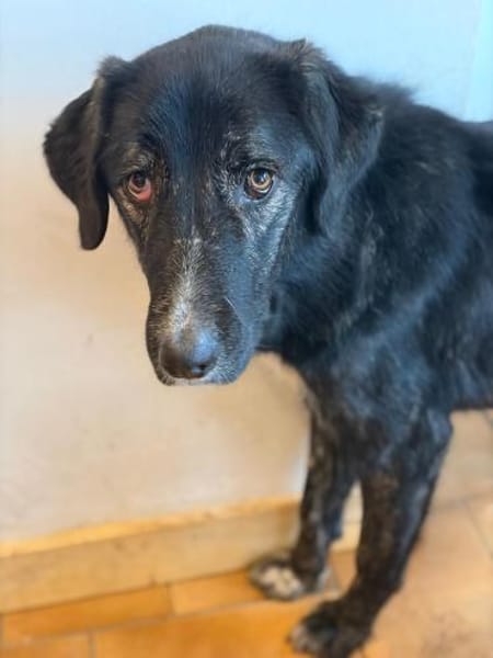 TIGER - aufgewecktes, fröhliches Mädchen