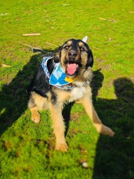 Labrador Schäferhund Mix Nicho