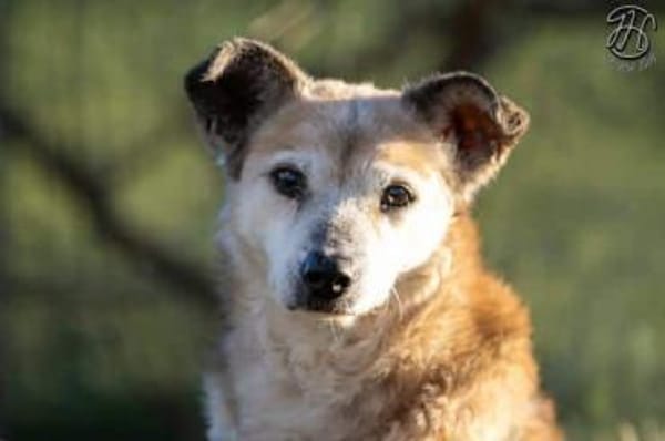 MAIRA -Lieb, clever & verschmust-