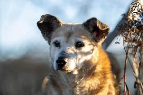 MAIRA -Lieb, clever & verschmust-