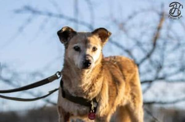 MAIRA -Lieb, clever & verschmust-