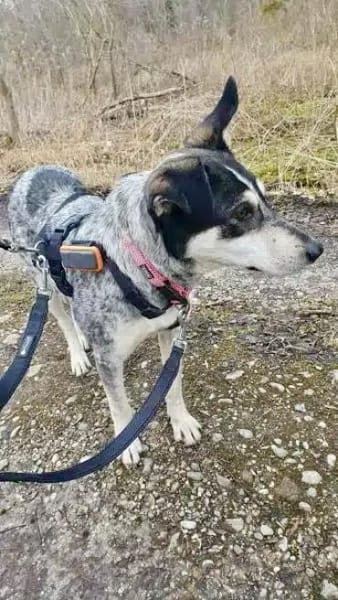 MARAYA -angenehme Zeitgenossin-