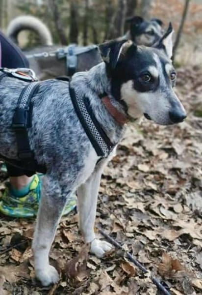 MARAYA -angenehme Zeitgenossin-