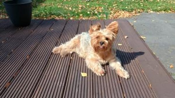 AMY sucht ein ruhiges zuhause