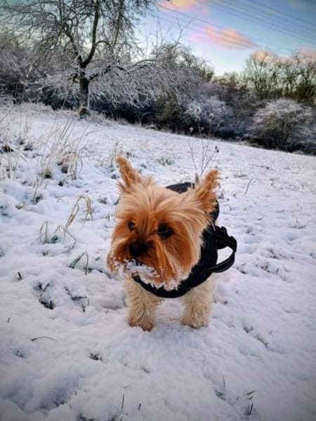 AMY sucht ein ruhiges zuhause