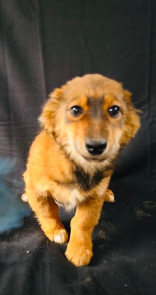 Tolle kleine Sissi sucht ein Zuhause