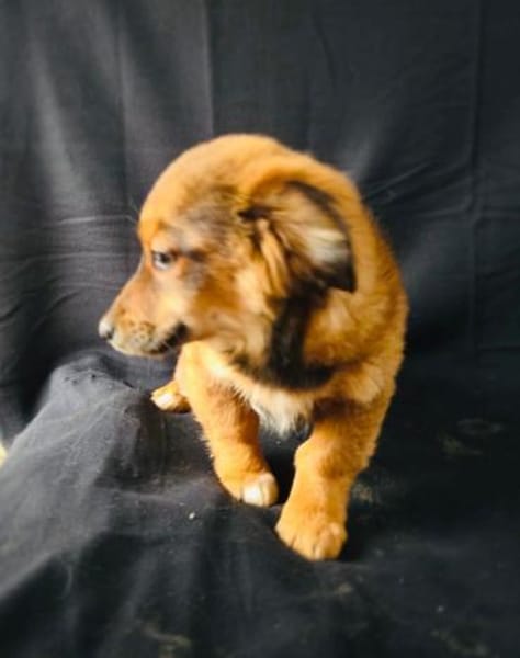 Tolle kleine Sissi sucht ein Zuhause