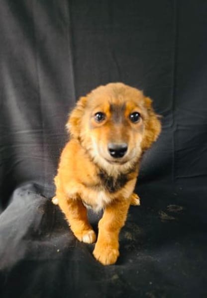 Tolle kleine Sissi sucht ein Zuhause