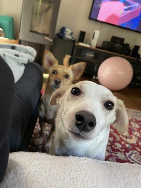 VINNY  kleiner Kämpfer mit großem Herz