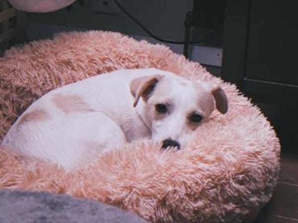 VINNY  kleiner Kämpfer mit großem Herz