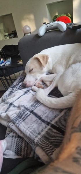 VINNY  kleiner Kämpfer mit großem Herz