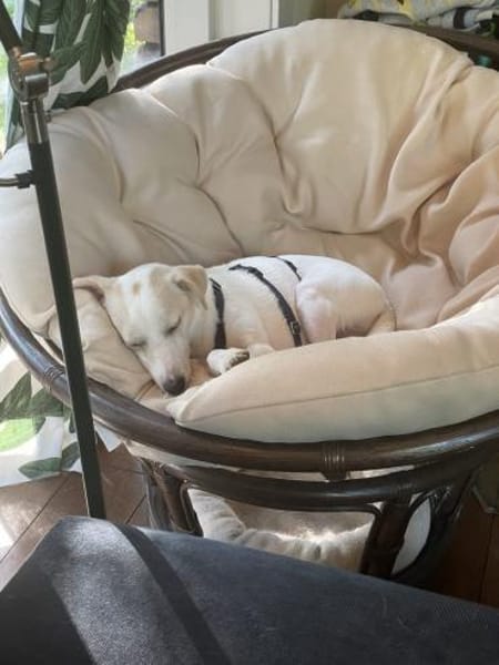 VINNY  kleiner Kämpfer mit großem Herz