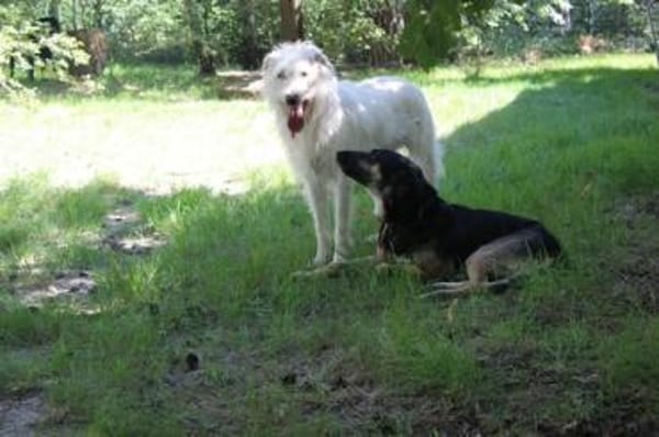 Mäxchen, lustiger, liebevoller Rüde