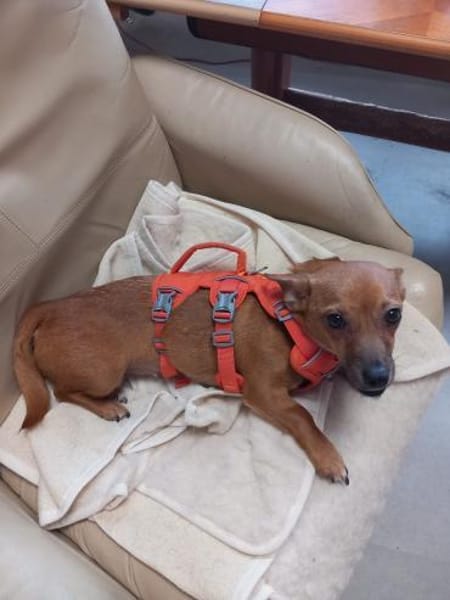 Naima wartet auf ihren Menschen