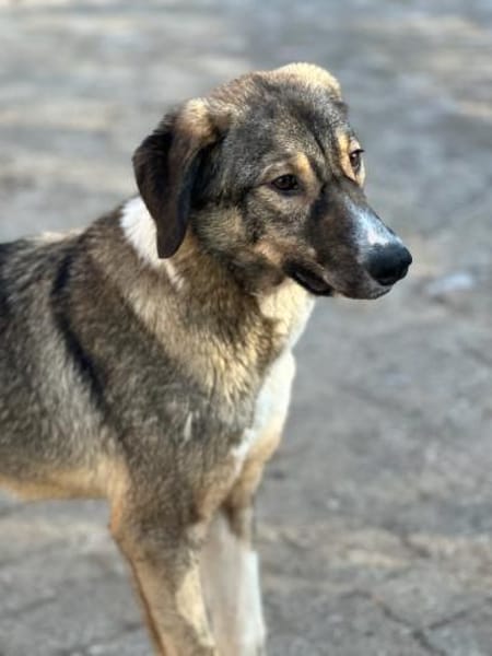 MARIA - liebes, schüchternes HSH-Mädchen