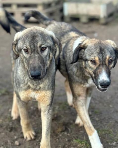 MARIA - liebes, schüchternes HSH-Mädchen