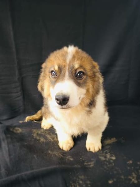 Nero sucht ein Zuhause