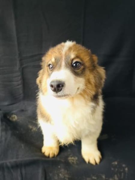 Nero sucht ein Zuhause