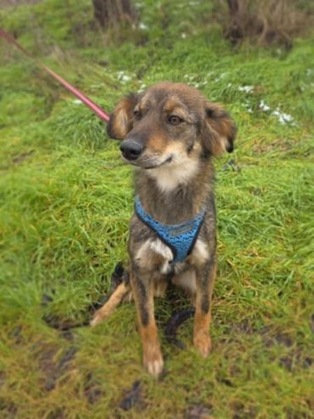 Nero sucht ein Zuhause