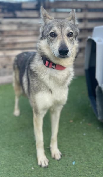 LOBITA 💝 unsere Rarität