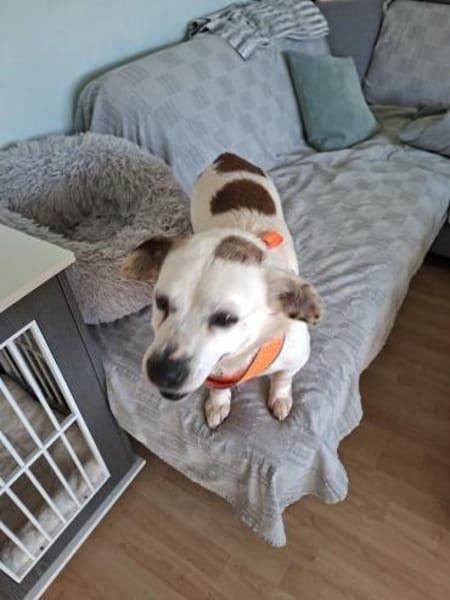 Ida - ihr größter Wunsch: ein Zuhause