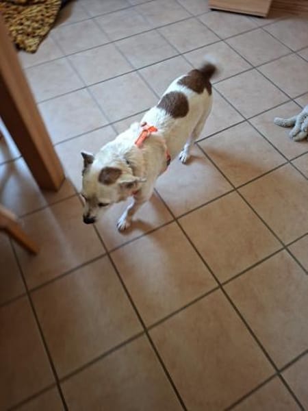 Ida - ihr größter Wunsch: ein Zuhause