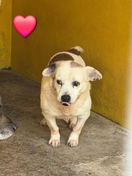 Ida - ihr größter Wunsch: ein Zuhause