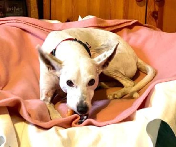 Boss - Energiebündel sucht Zuhause