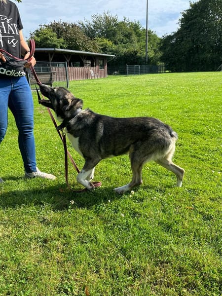 Wolf sucht sein Fürimmerzuhause