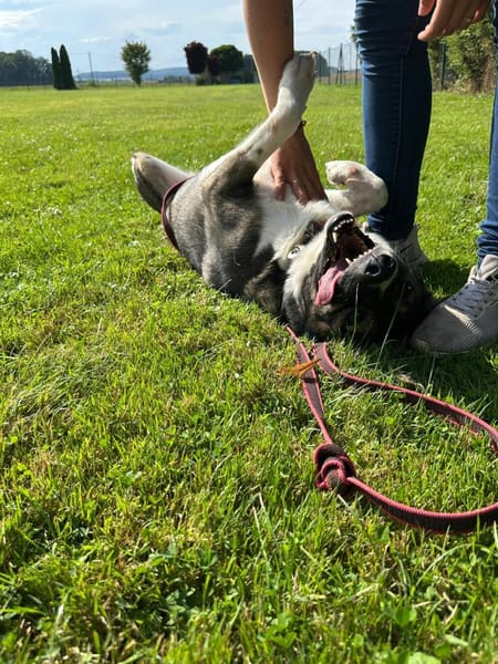 Wolf sucht sein Fürimmerzuhause