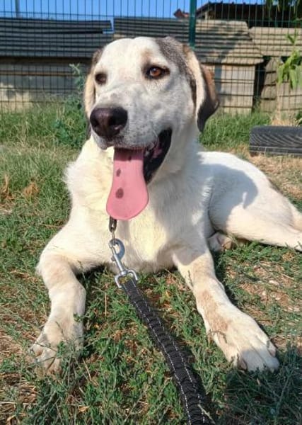 LEOPOLD - aufgeweckt, freundlich, sozial