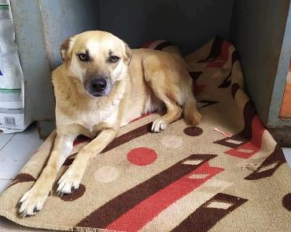 SHORTIE - freundliche Hündin sucht Glück