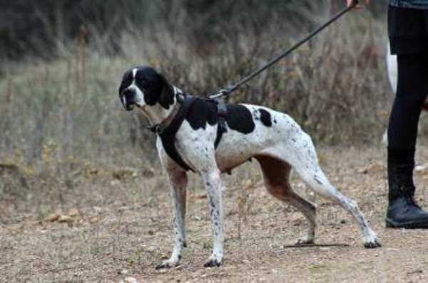 EVITA - auf der Suche nach einem Zuhause