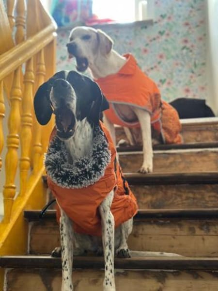 EVITA - auf der Suche nach einem Zuhause